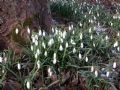 Galanthus nivalis